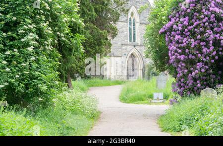 Rhododendrons dans le vieux cimetière de Southampton Banque D'Images