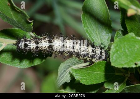 Buckmoth de Slosser, Hemileuca slosseri, larve sur la prune d'Oklahoma, Prunus gracilis Banque D'Images