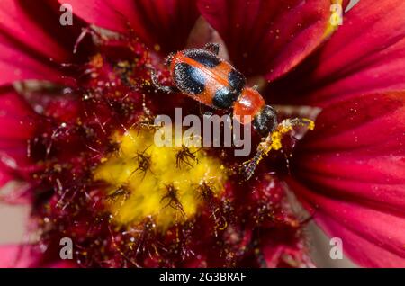 Coccinelle à ailes douces, Collops sp., recherche de nourriture sur fleur de couverture, Gaillardia sp. Banque D'Images
