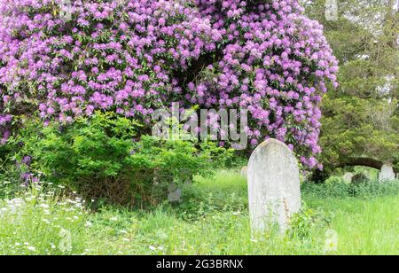 Rhododendrons dans le vieux cimetière de Southampton Banque D'Images