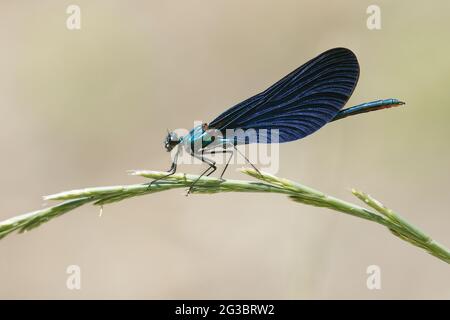 Belle Demoiselle mâle (Calopteryx virgo) vue en profil sur la tête de semence d'herbe Banque D'Images