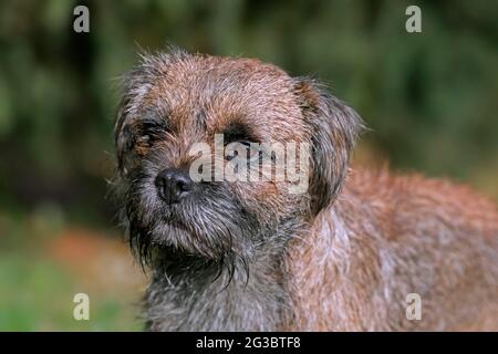 Terrier de bordure grizzé dans le jardin. Race de chiens britanniques de petits terriens à revêtement rugueux, traditionnellement utilisée pour la chasse au renard Banque D'Images