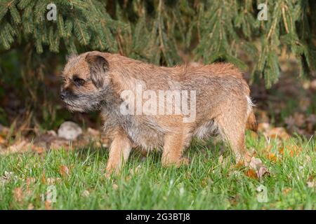 Terrier de bordure grizzé dans le jardin. Race de chiens britanniques de petits terriens à revêtement rugueux, traditionnellement utilisée pour la chasse au renard Banque D'Images