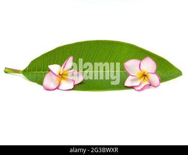 Frangipani rose isolé sur fond blanc, espace de copie Banque D'Images