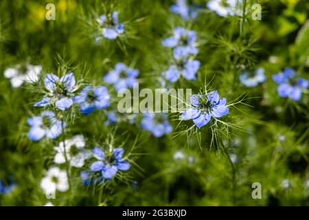 Vue rapprochée de fleurs d'Amour en brume bleue et blanche, Nigella damascena, dans un jardin de Surrey, dans le sud-est de l'Angleterre en été Banque D'Images