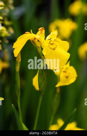 Le vivace humide-affectueux Iris pseudacorus, le drapeau de l'eau, le drapeau jaune ou l'iris jaune, en fleur à la fin du printemps / début de l'été Banque D'Images