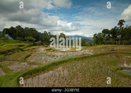 Photographie de paysage de rizières et de rizières en terrasse parmi les forêts tropicales verdoyantes de la région de Tana Toraja, Rantepao, Sulawesi, Indonésie Banque D'Images