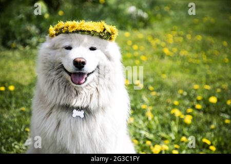 Un beau chien Samoyed dans une couronne de pissenlits est assis sur la pelouse avec des pissenlits et regarde dans le cadre . Banque D'Images