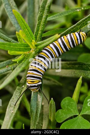 Une chenille de monarque (Danaus plexippus) se nourrit de feuilles d'herbe à papillons (Asclepias tuberosa.) Gros plan. Banque D'Images