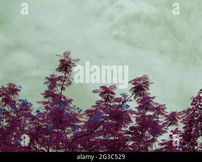 Image d'arbre de fleur de couleur bleuâtre sur demi-cadre avec espace de texte de ciel Banque D'Images