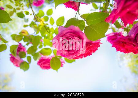 Champ de roses roses Rosaceae contre ciel bleu avec des feuilles vertes dans le jardin en été texture de fond romantique design Banque D'Images