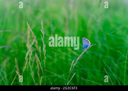 Le papillon bleu Plebejus argus repose sur l'herbe sur un fond vert flou. Petit papillon bleu commun dans son habitat naturel Banque D'Images