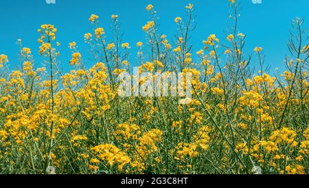 Colza canola fleurs jaunes dans le champ cultivé, Brassica napus culture Banque D'Images