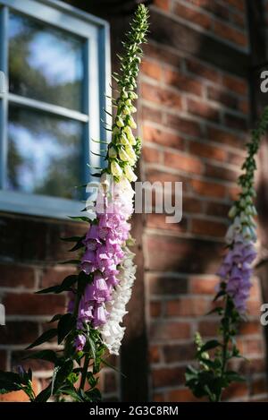 Foxglove (digitalis purpurea) fleurit dans une ancienne ferme Banque D'Images