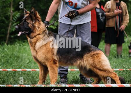 Stand de pedigree avec vue latérale sur le Berger allemand. Spectacle de chiens de berger allemand à poil long et de maître qui aide au mettre correctement et admirablement Banque D'Images