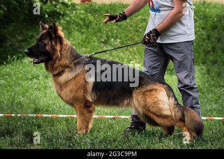 Stand de pedigree avec vue latérale sur le Berger allemand. Spectacle de chiens de berger allemand à poil long et de maître qui aide au mettre correctement et admirablement Banque D'Images