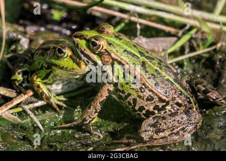 Dülmen, NRW, Allemagne. 15 juin 2021. Deux grenouilles comestibles (Pélophylax esculentus), également connues sous le nom de grenouille verte, semblent s'enserrer au cours de leur rituel d'accouplement. Le temps chaud et ensoleillé avec des sommets d'environ 30 degrés a fait ressortir beaucoup de faune dans la campagne de Muensterland, en Rhénanie-du-Nord-Westphalie. Credit: Imagetraceur/Alamy Live News Banque D'Images