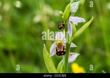 Orchidée d'abeille, Ophrys apifera. Banque D'Images