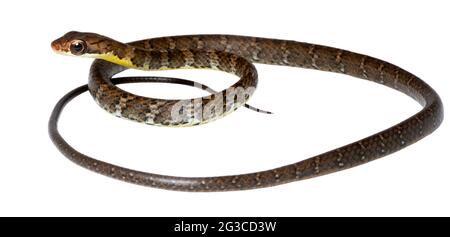 Sipo brun (Chironius fuscus), Juvenile, province de Pastaza, Équateur Banque D'Images