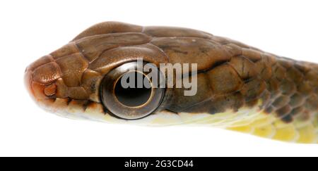 Sipo brun (Chironius fuscus), Juvenile, province de Pastaza, Équateur Banque D'Images