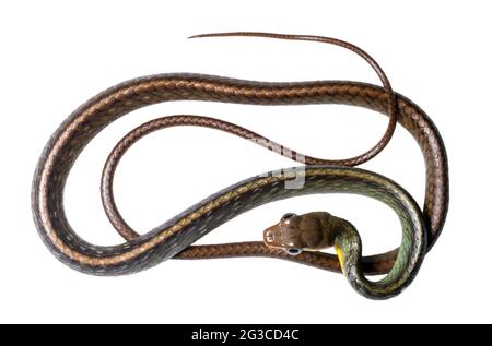 Serpent blanc amazonien (Chironius exoletus), juvénile, province d'Orellana, Équateur Banque D'Images