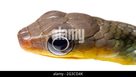 Serpent blanc amazonien (Chironius exoletus), juvénile, province d'Orellana, Équateur Banque D'Images