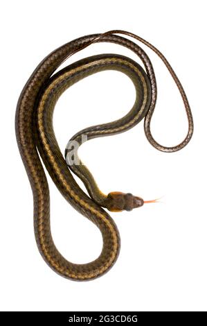 Serpent blanc amazonien (Chironius exoletus), province d'Orellana, Équateur Banque D'Images