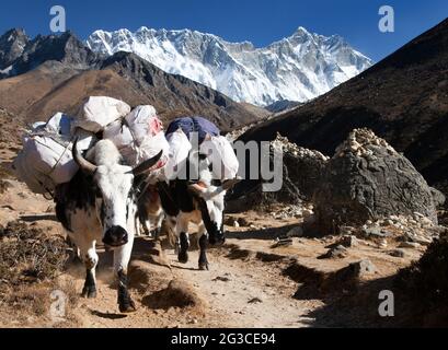 White Yak - bos grunniens ou bos mutus - en route vers le camp de base de l'Everest et le mont Lhotse - Népal Banque D'Images