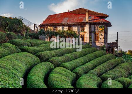 Plantations de thé près de Rize en Turquie éditorial Banque D'Images