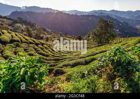 Plantations de thé près de Rize en Turquie éditorial Banque D'Images