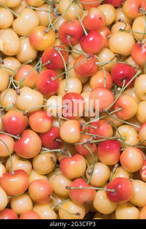 Une pile de cerises rainier. Groupe de cerises Rainier mûres fraîches. Banque D'Images