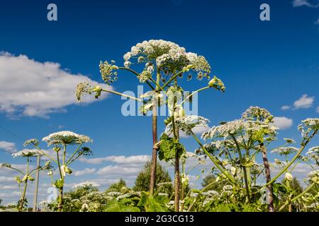 Heracleum Sosnowskyi contient l'allergène toxique intense furanocoumarine Banque D'Images