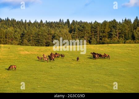 Troupeau de chevaux debout sur un pré dans un soleil de soirée, forêt en arrière-plan. Banque D'Images