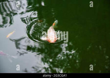 Carpe koï entourée de petits poissons rouges dans une eau sombre Banque D'Images