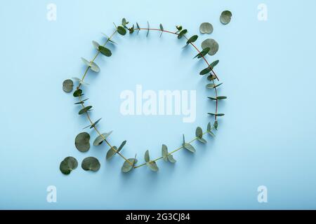 Cercle de feuilles d'eucalyptus. Fleurs d'eucalyptus sur fond bleu. Cadre circulaire floral en feuilles de branches d'eucalyptus. Vue de dessus Eucalyptus Banque D'Images