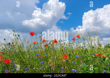 Des coquelicots et des fleurs de maïs et d'autres fleurs sauvages sur la prairie Banque D'Images