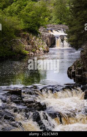 Chute d'eau de Low Force parmi les arbres sur la rivière Tees dans les Pennines du Nord, comté de Durham, Angleterre Banque D'Images