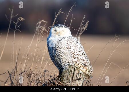 Portrait d'un hibou enneigé (Bubo scandiacus) sur un poste de clôture avec de longues wisps de grain soufflant dans le vent. Banque D'Images