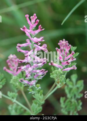 Fumaria officinalis (fumante commune) croissant sur les échalots de la plaine de Salisbury, Wiltshire Banque D'Images