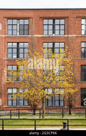 grand mur de briques rouges d'un bâtiment vue de l'extérieur avec fenêtres et herbe en été et un arbre jaune en feuilles au premier plan Banque D'Images