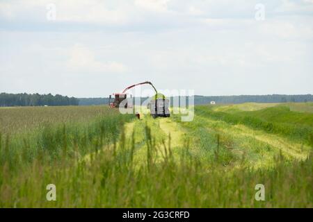 La récolteuse tond l'herbe dans la remorque du tracteur. Agriculture travail d'été. Banque D'Images