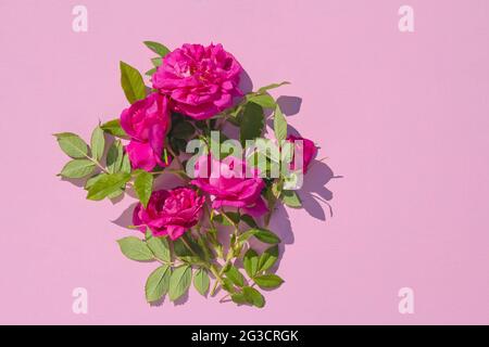 Bouquet de hanches roses sur fond rose doux Banque D'Images