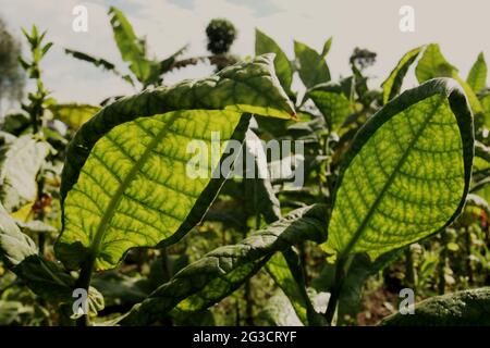 Plantation de tabac à Temanggung, Java central, Indonésie. Avec 197,25 000 tonnes métriques, l'Indonésie a été classée sixième sur la liste des principaux pays producteurs de tabac en 2019, en dessous de la Chine, de l'Inde, du Brésil, du Zimbabwe et des États-Unis, Selon Statista. « Environ six millions de personnes ont eu recours au tabac pour leur subsistance », a déclaré Budidoyo, chef de l'AMTI (Alliance de la société indonésienne du tabac), comme l'a cité CNBC Indonésie sur 10 juin 2021. Banque D'Images