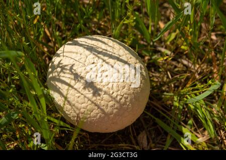 Boule de champignon, lycoperdon dans l'herbe par une journée ensoleillée d'été Banque D'Images