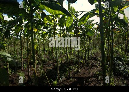 Plantation de tabac à Temanggung, Java central, Indonésie. Avec 197,25 000 tonnes métriques, l'Indonésie a été classée sixième sur la liste des principaux pays producteurs de tabac en 2019, en dessous de la Chine, de l'Inde, du Brésil, du Zimbabwe et des États-Unis, Selon Statista. « Environ six millions de personnes ont eu recours au tabac pour leur subsistance », a déclaré Budidoyo, chef de l'AMTI (Alliance de la société indonésienne du tabac), comme l'a cité CNBC Indonésie sur 10 juin 2021. Banque D'Images