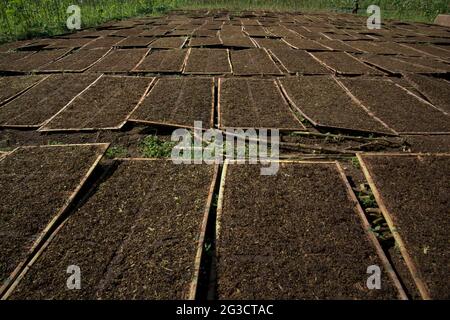 Tabac séché au soleil, sur un terrain dans un village de production de tabac à Temanggung, Java central, Indonésie. Avec 197.25 000 tonnes métriques, l'Indonésie est classée sixième sur la liste des principaux pays producteurs de tabac en 2019, en dessous de la Chine, de l'Inde, du Brésil, du Zimbabwe et des États-Unis, Selon Statista. « environ six millions de personnes ont eu recours au tabac pour leur subsistance », a déclaré Budidoyo, chef de l'AMTI (Alliance de la société indonésienne du tabac), cité par CNBC Indonésie le 10 juin 2021. Banque D'Images