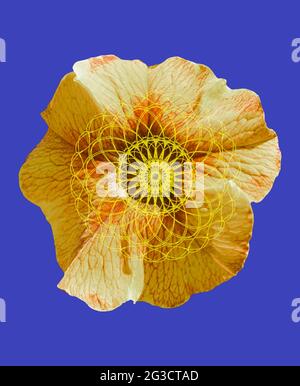 Arrière-plan naturel avec fleurs et géométrie sacrée isolée dans un arrière-plan de couleur Banque D'Images