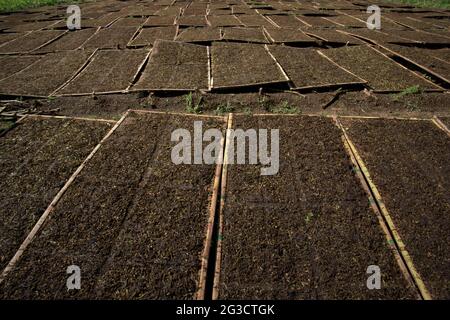 Tabac séché au soleil, sur un terrain dans un village de production de tabac à Temanggung, Java central, Indonésie. Avec 197.25 000 tonnes métriques, l'Indonésie est classée sixième sur la liste des principaux pays producteurs de tabac en 2019, en dessous de la Chine, de l'Inde, du Brésil, du Zimbabwe et des États-Unis, Selon Statista. « environ six millions de personnes ont eu recours au tabac pour leur subsistance », a déclaré Budidoyo, chef de l'AMTI (Alliance de la société indonésienne du tabac), cité par CNBC Indonésie le 10 juin 2021. Banque D'Images