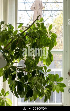 Gros plan sur un très grand arbre parapluie avec 8 feuilles devant une fenêtre avec lumière du soleil Banque D'Images