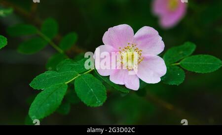 Une petite rose sauvage rose soutenue par de nombreuses feuilles de vert foncé en Alberta, au Canada, connue sous le nom de « Wild Rose Country ». Banque D'Images